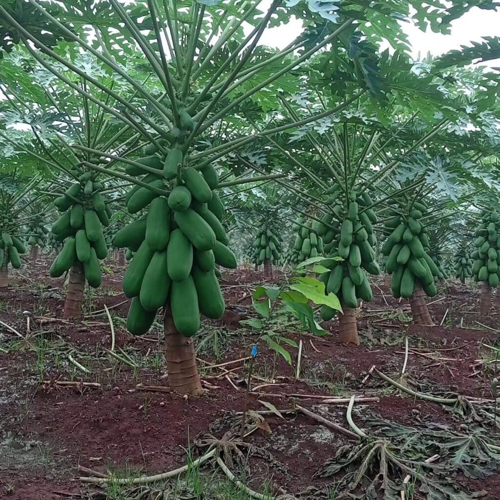 Papaya Tree